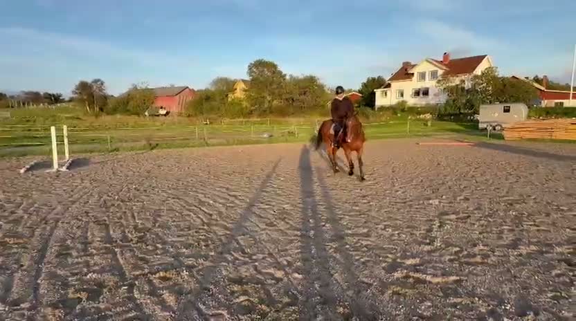 Övrigt hästar till salu: Snäll ridtravare - Video 2