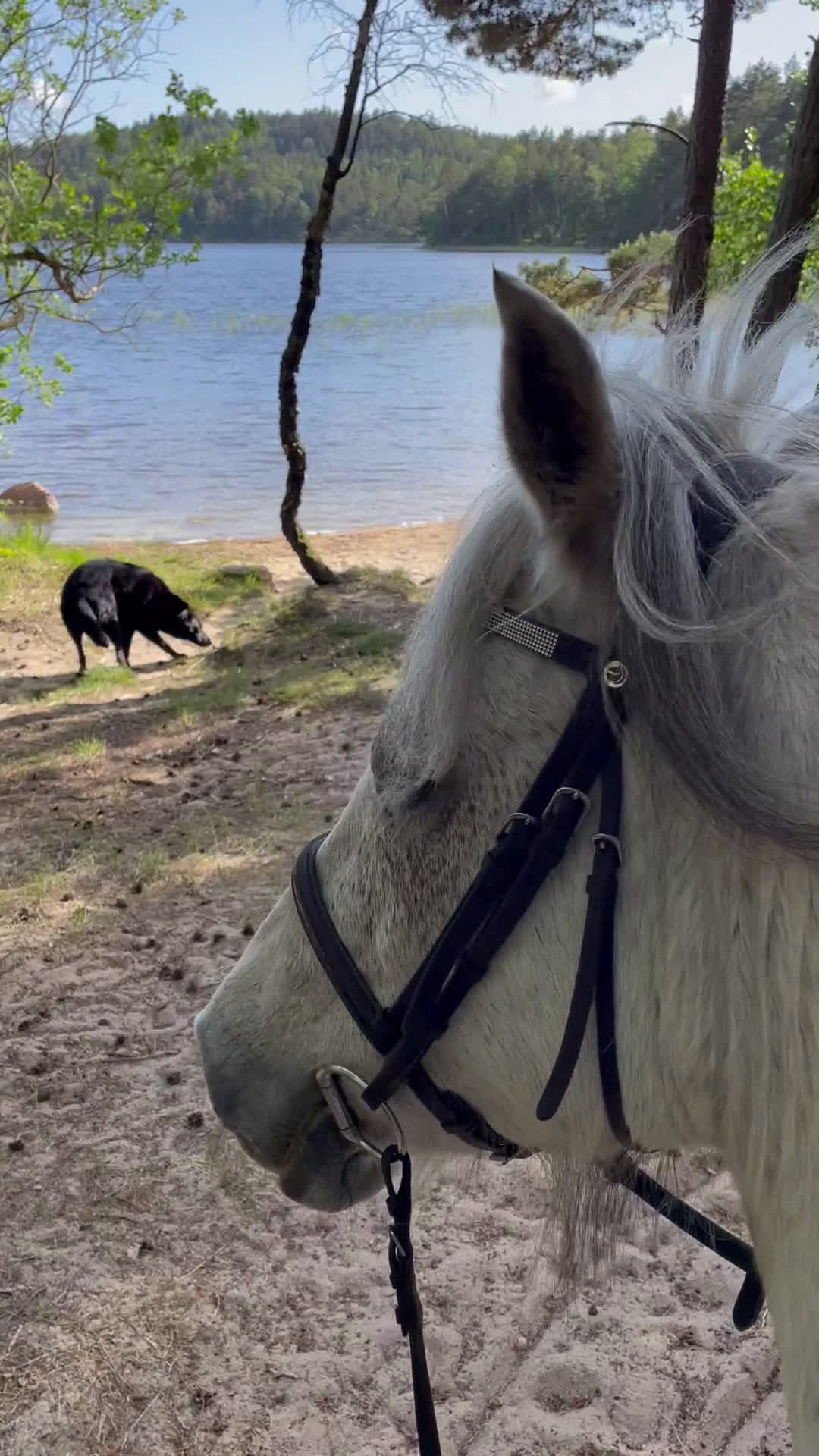  stallplats finnes: Sommarbete Lindome  i Lindome - Video 1