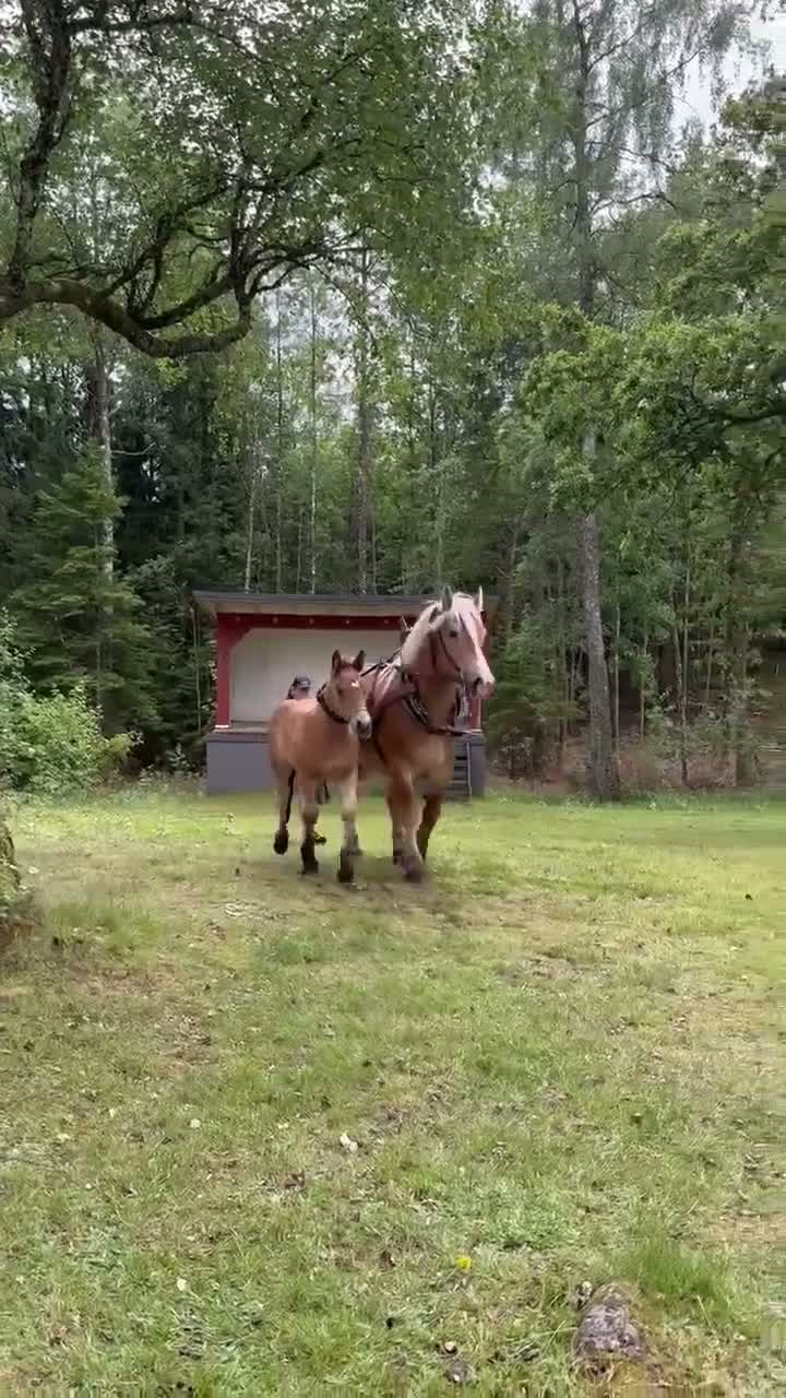 Allround hästar till salu: Intressekoll av Baltazar - Video 1