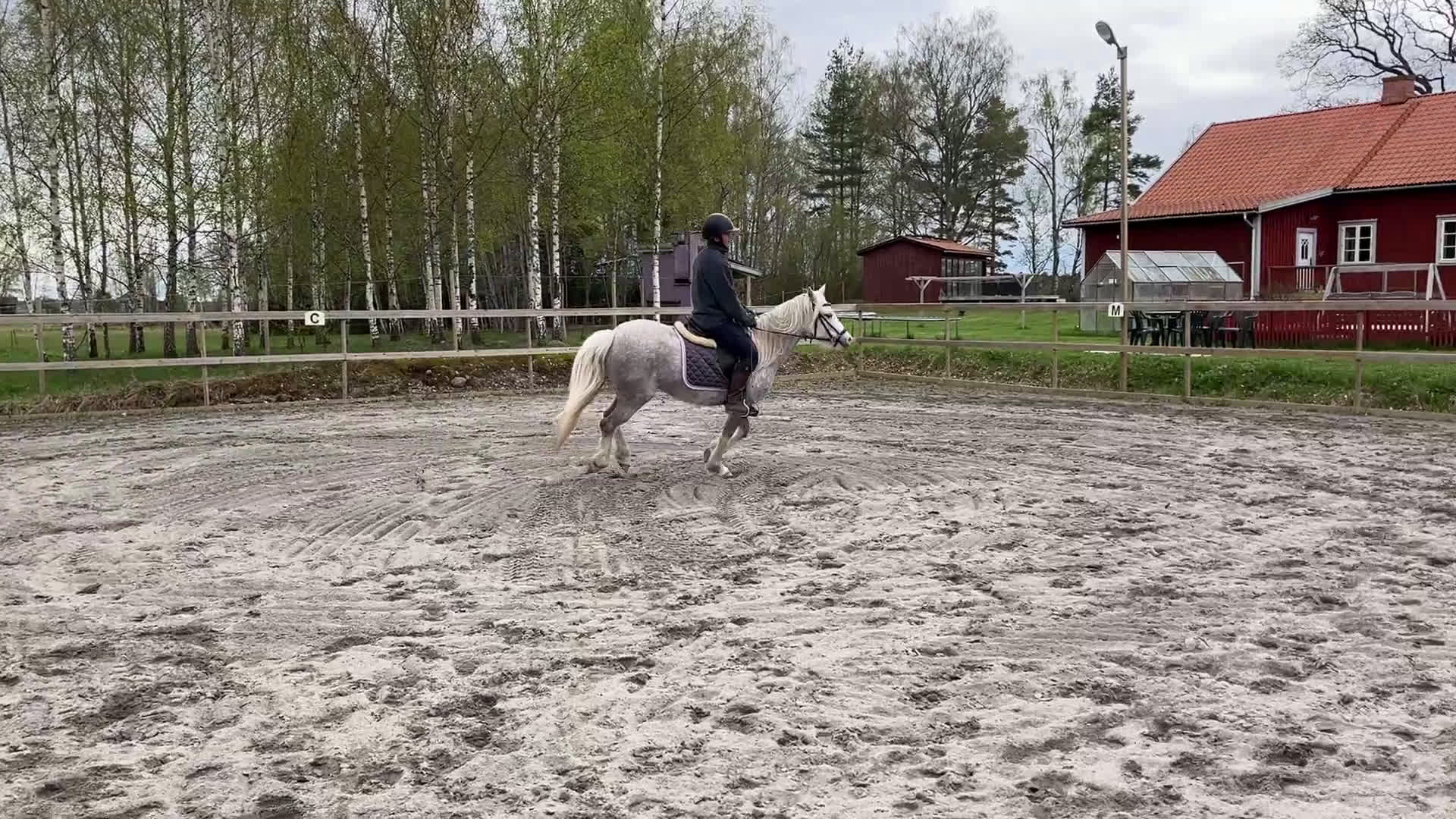Allround hästar till salu: Vackert Welsh ponnysto  i Lyrestad - Video 1