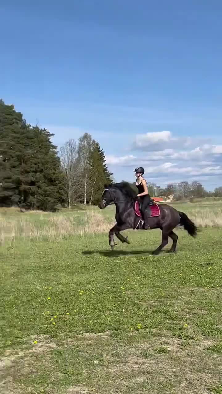 Allround hästar till salu: 1 klass sto säljes - Video 4