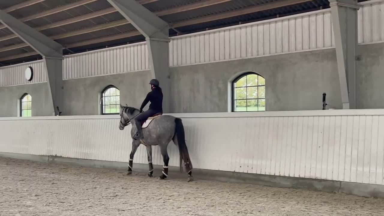 Allround hästar till salu: Vacker häst besiktigad UA - Video 2