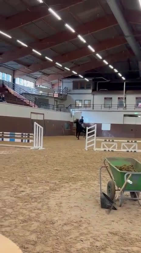 Allround hästar till salu: Dark Diamond  i Strömsholm - Video 2