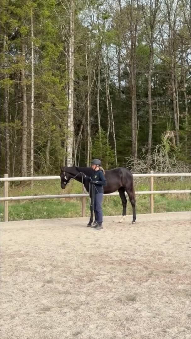 Dressyr hästar till salu: Framtidens dressyrstjärna e. Skyline To B-Negro - Video 2