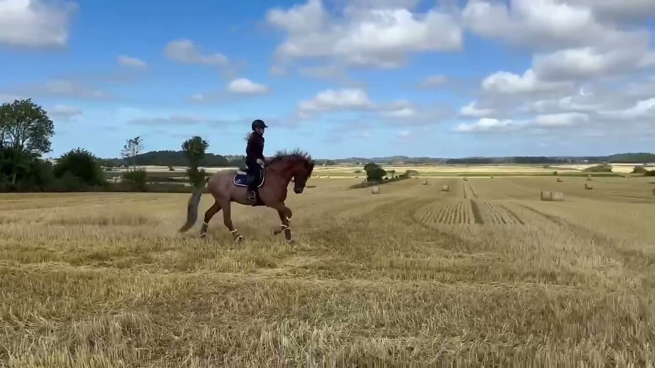 Dressyr hästar till salu: Lyxig hobbyhäst  - Video 1