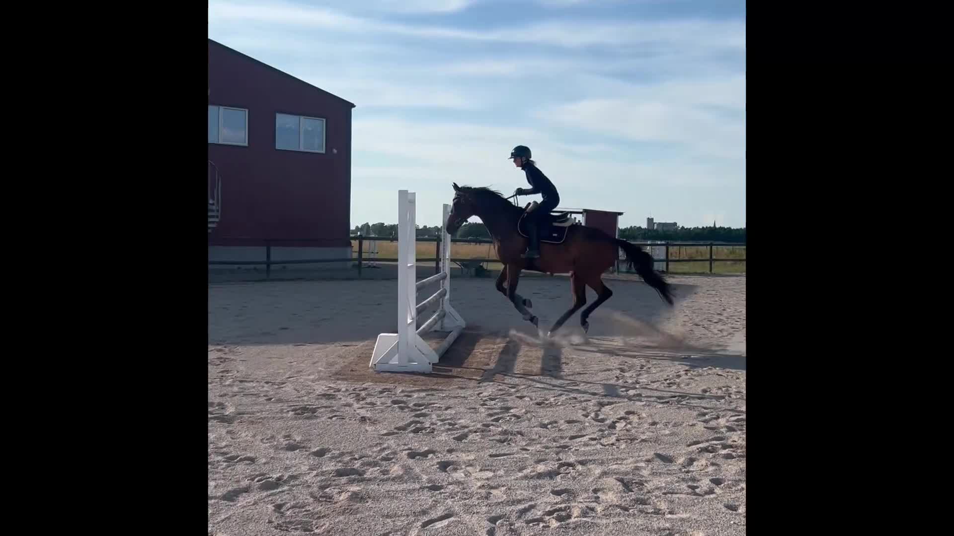 Allround hästar till salu: 🌟Charmig valack söker nytt hem🌟 - Video 2