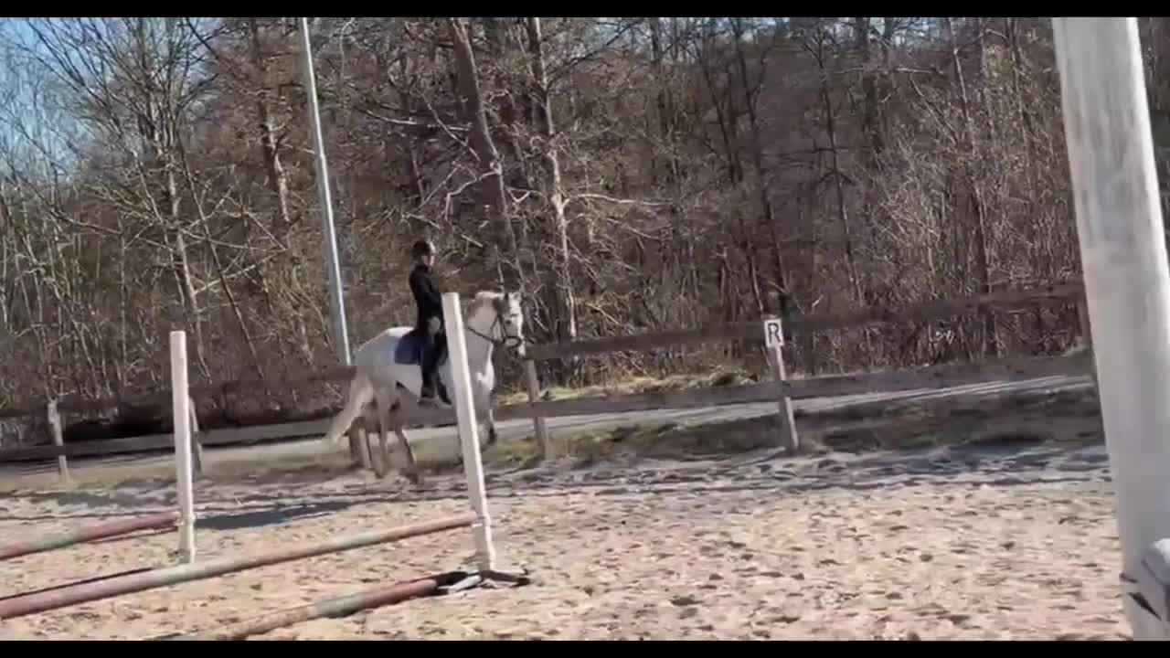 Allround hästar till salu: Lyxig allroundhäst i Backaryd - Video 1