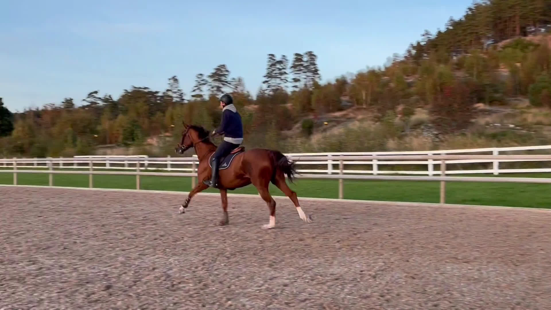 Hoppning hästar till salu: Flashig tävlingshäst  i Västra Frölunda - Video 2