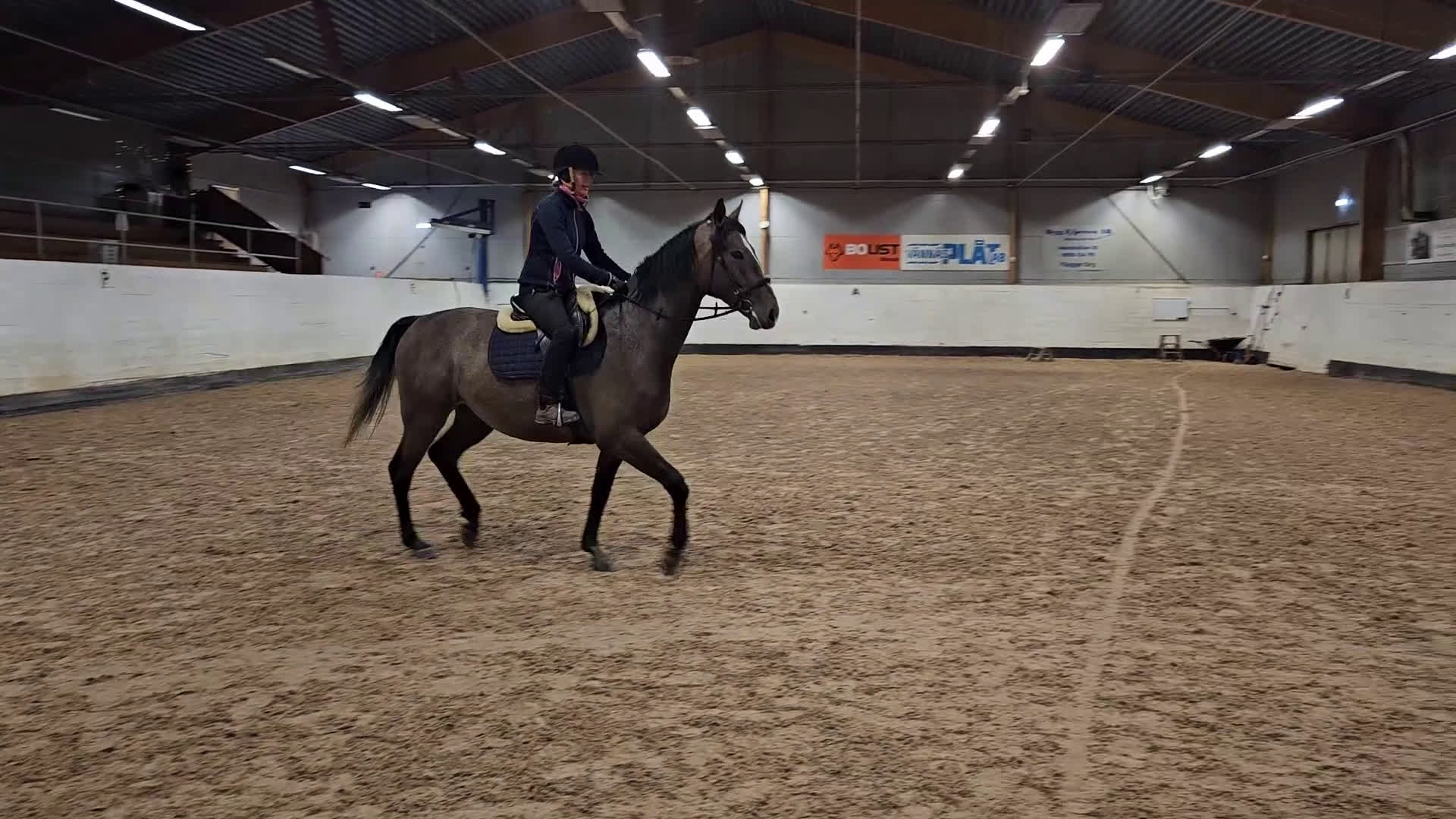 Hoppning hästar till salu: Talangfull hopphäst med lovande framtid i Vännäs - Video 5