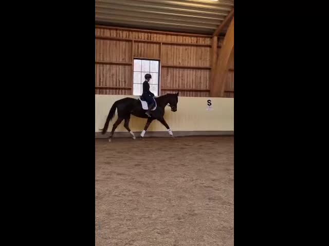 Dressyr hästar till salu: Dressyrhäst med fin stam - Video 1