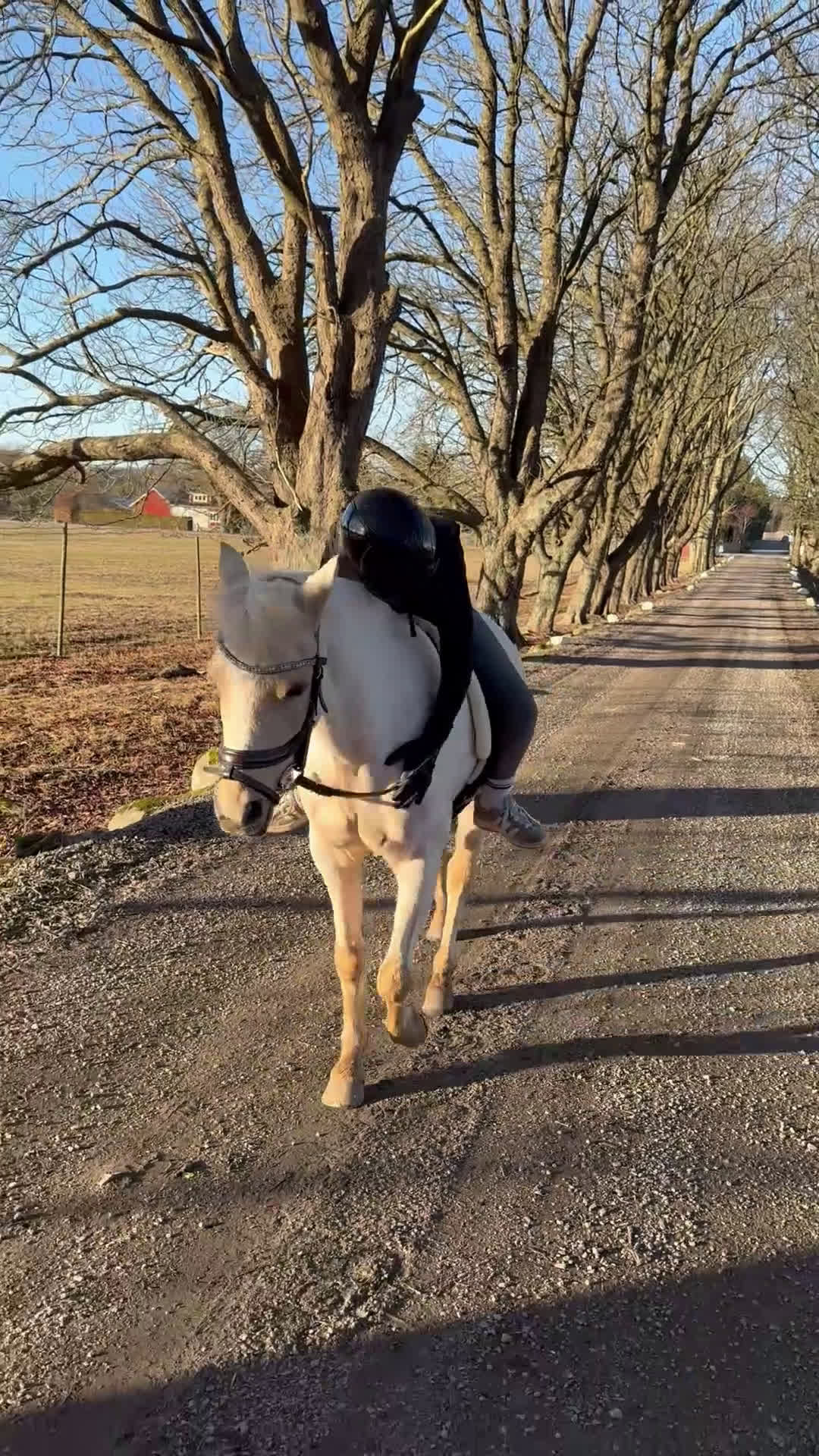 Allround hästar till salu: Bästa vän & läromästare - Video 2