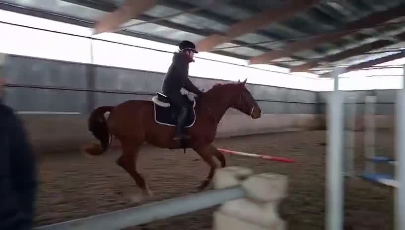 Hoppning hästar till salu: Unghäst med stor potential! - Nabab de reve - Video 2