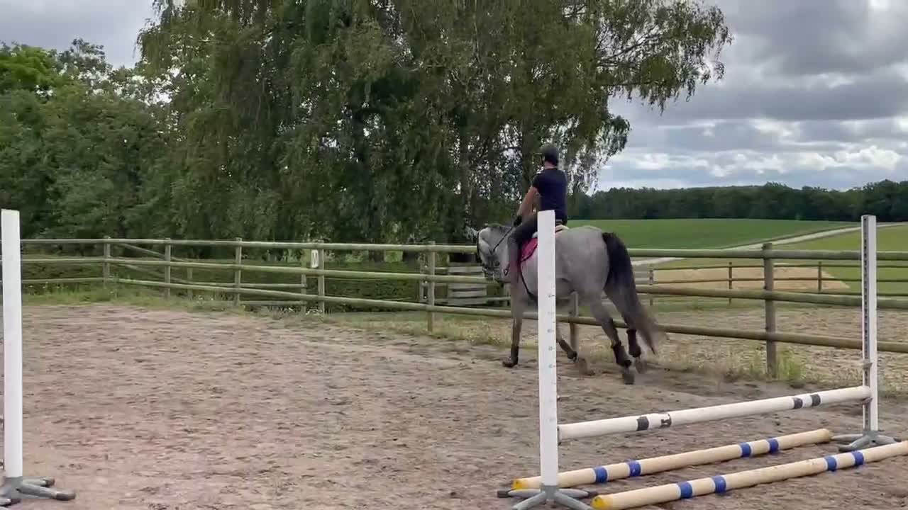 Hoppning hästar till salu: Snäll och trevlig valack, nybesiktigad UA - Video 2
