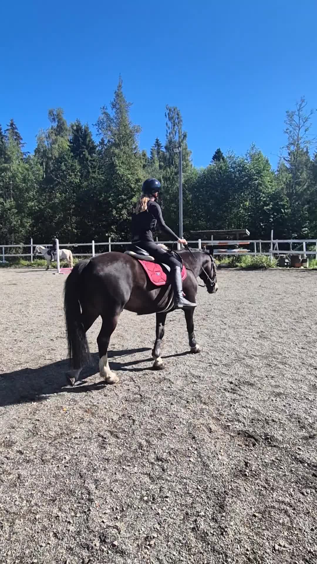 Allround hästar till salu: Maffig C-ponnyvalack - Video 2