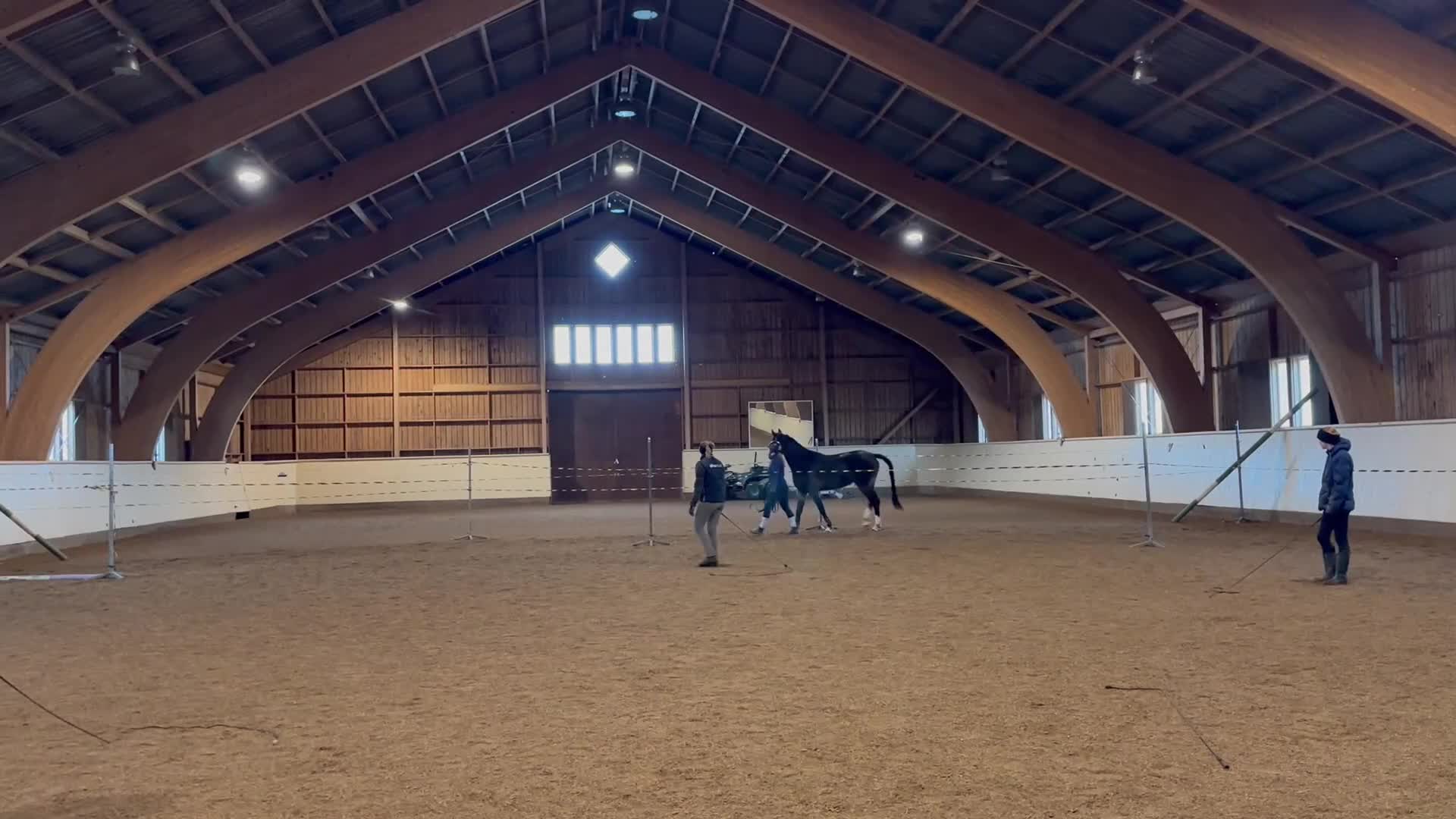 Allround hästar till salu: Framtida multitalang!  - Video 3