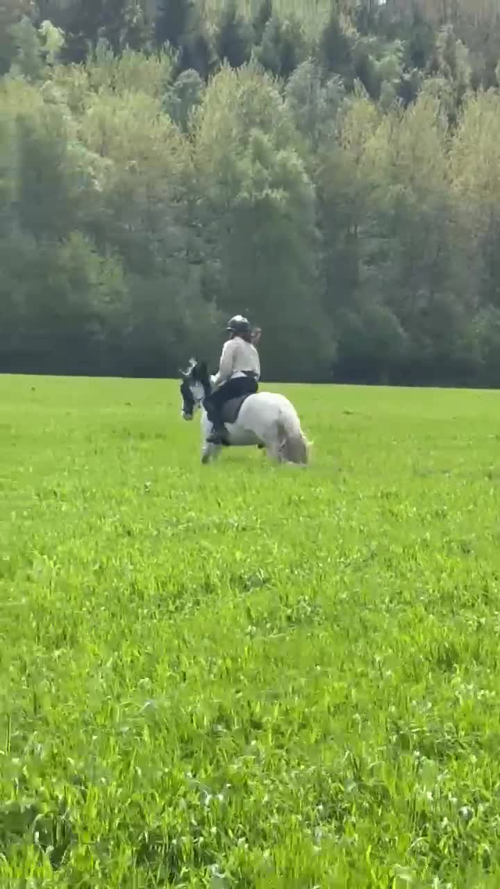 Allround hästar till salu: 🤍 Härlig C ponny f -20🖤 - Video 1