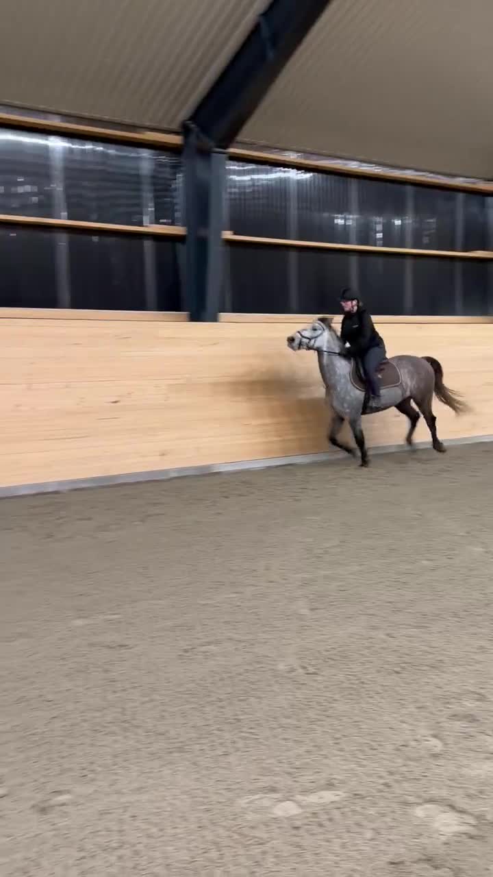 Hoppning hästar till salu: Häftig ponny  - Video 5