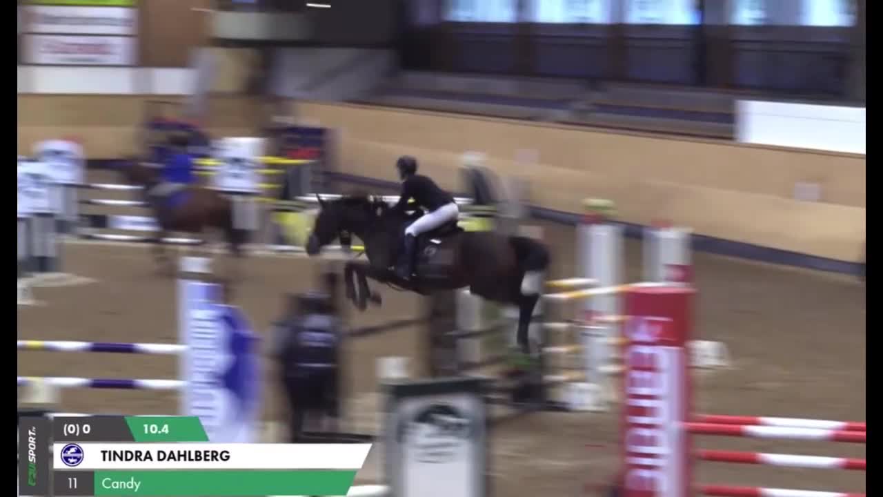 Hoppning hästar till salu: Exemplarisk läromästare - Video 1