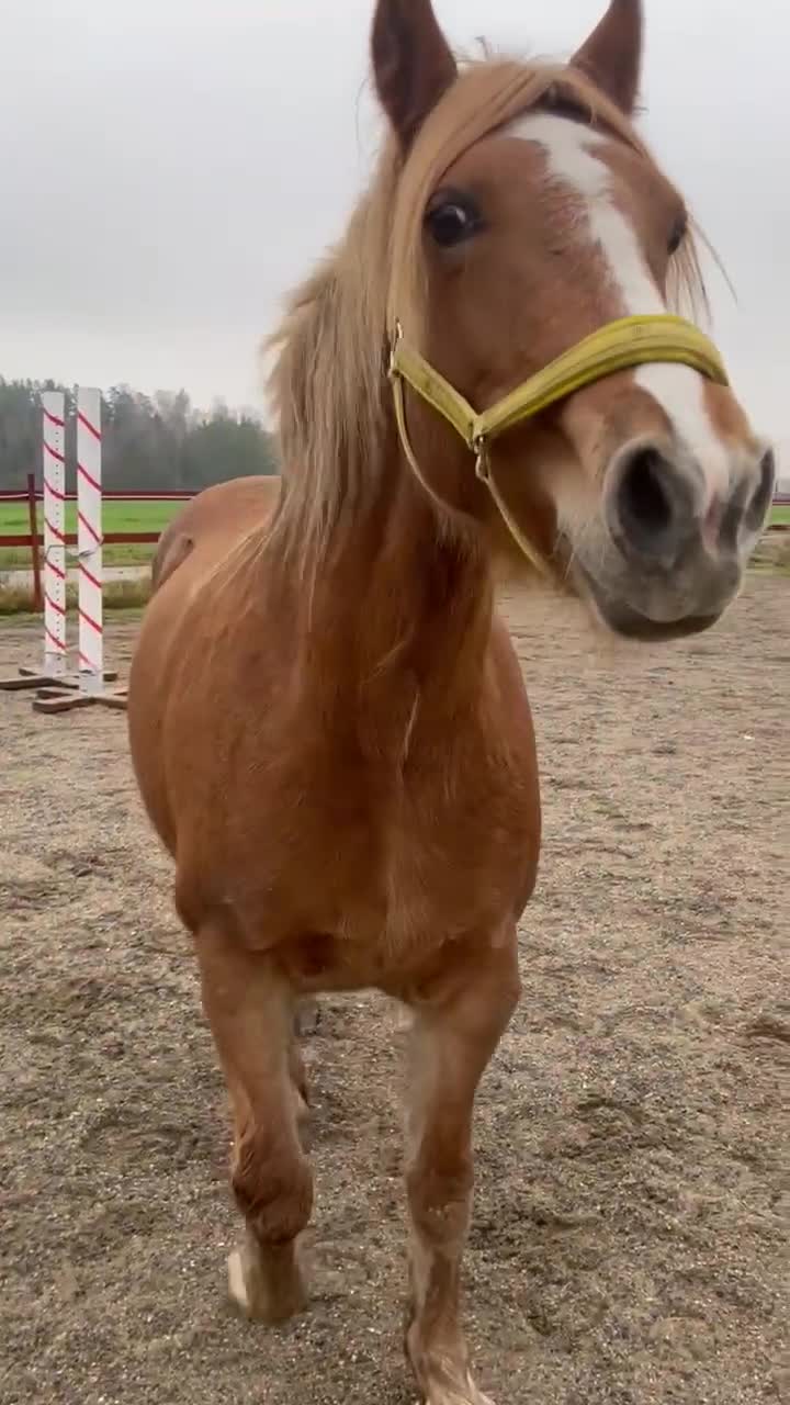 Allround hästar till salu: En blivande stjärna 🌟 - Video 1