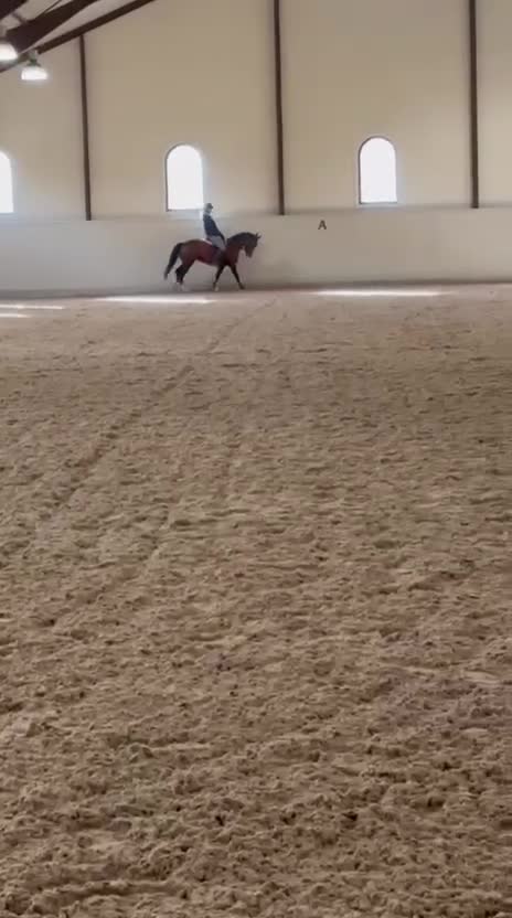 Dressyr hästar till salu: Snäll och välutbildad dressyrtalang, FEI-kvalad  - Video 1