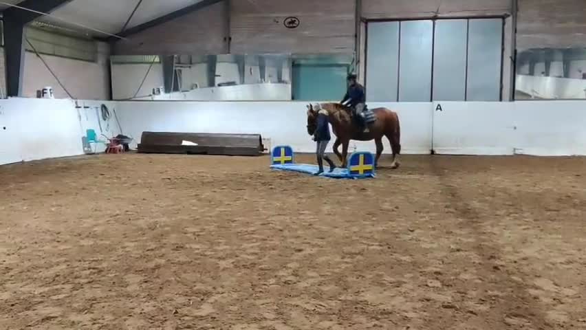 Allround hästar till salu: Stor viktbärande fux sto - Video 5