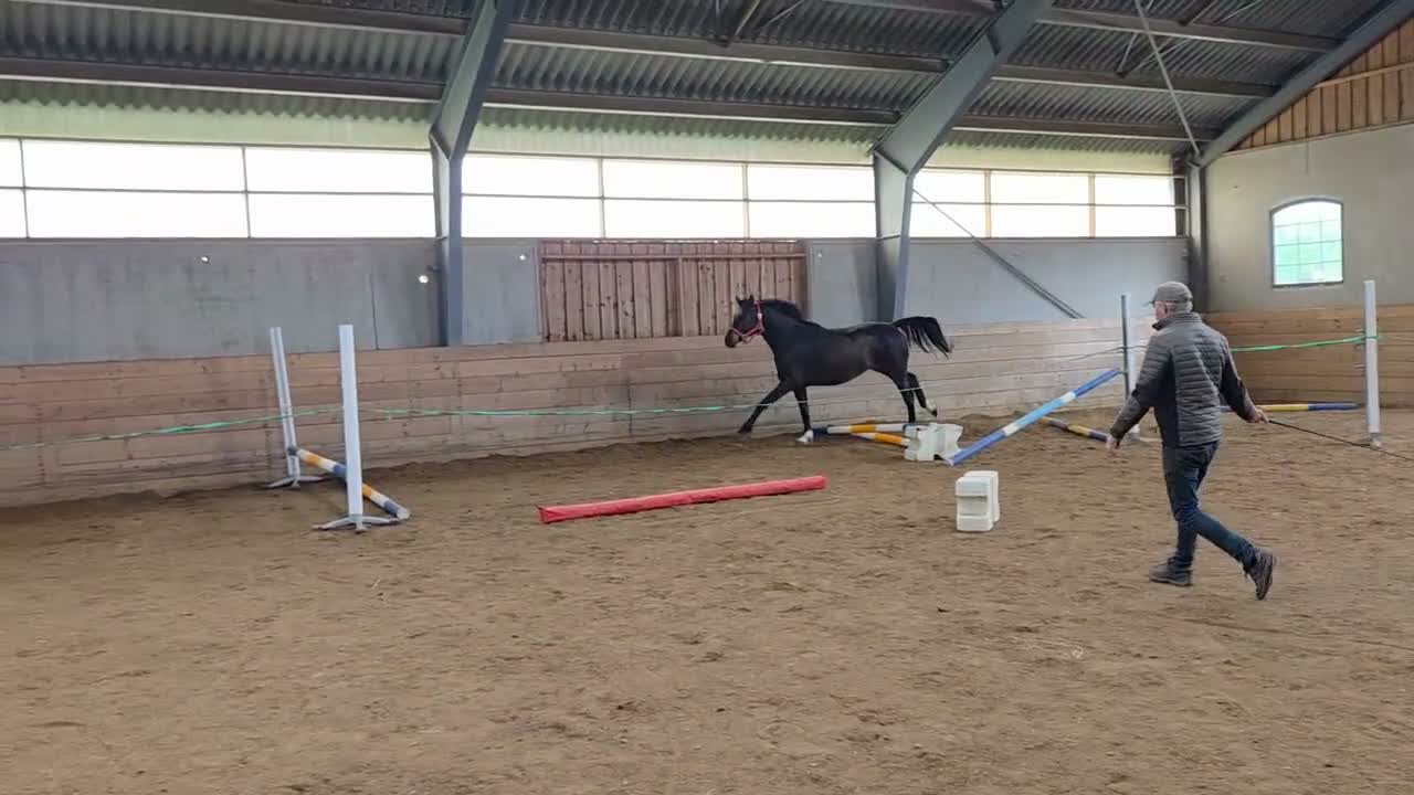 Hoppning hästar till salu: Snygg 3-åring  i Timmele - Video 1
