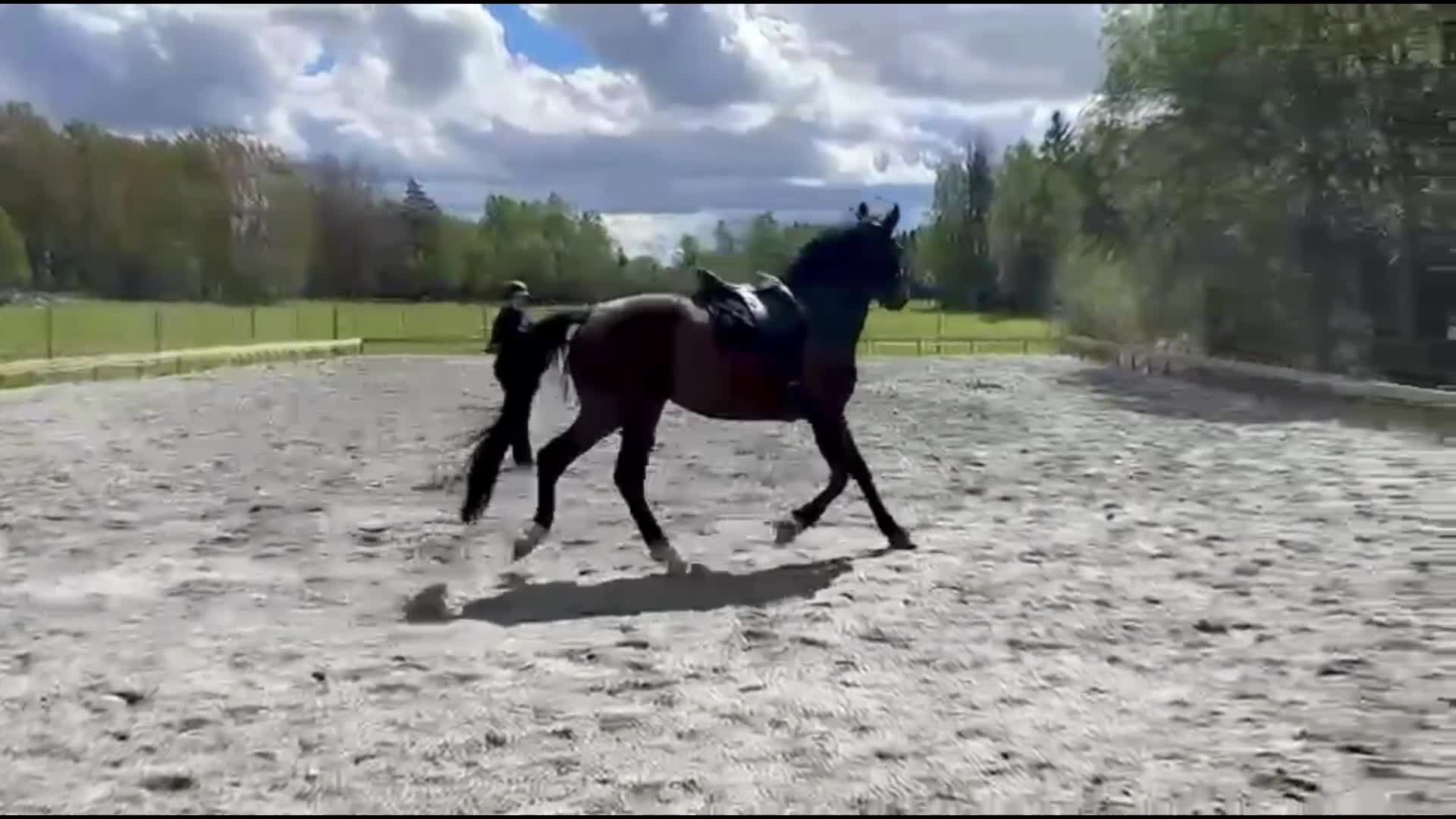 Dressyr hästar till salu: Energisk & framåt fyraåring - Video 2