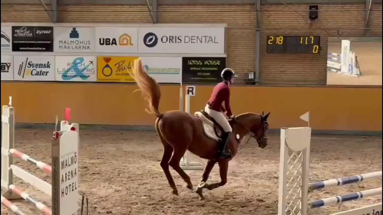 Hoppning hästar till salu: 4åring hingst med mkt kvalitet i Vellinge - Video 2