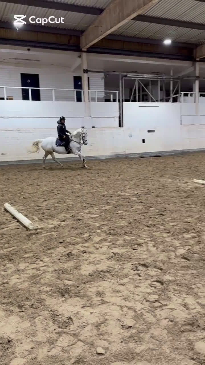 Allround hästar till salu: Byte/säljes - Video 4