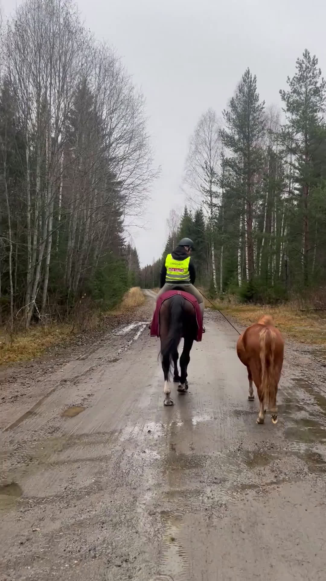 Allround hästar till salu: Sockersött Welsh Mountain sto  - Video 2