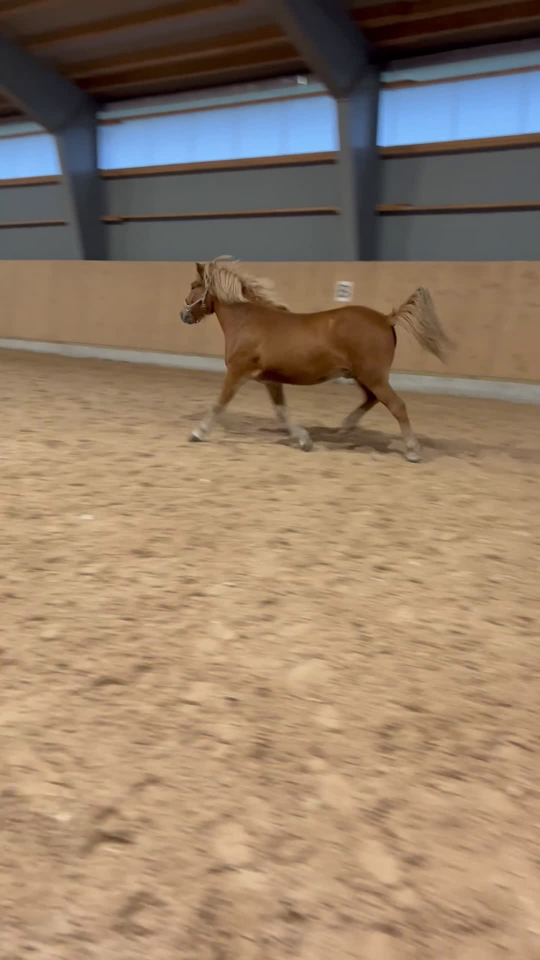 Island hästar till salu: Mycket fin utvevklingsbar valack  i Gävle - Video 2