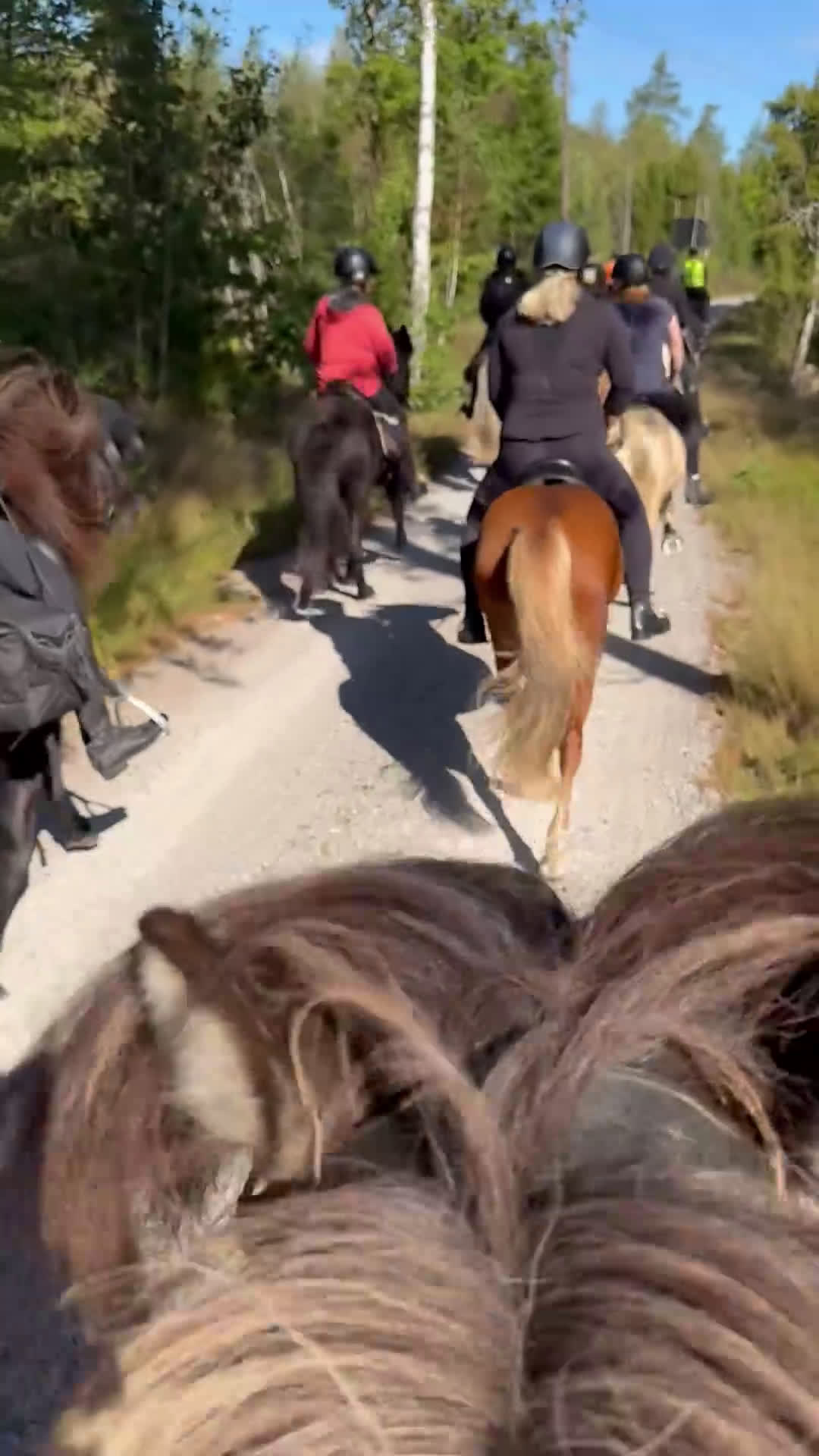 Island hästar till salu: Skogsmulle med mycket tölt - Video 3