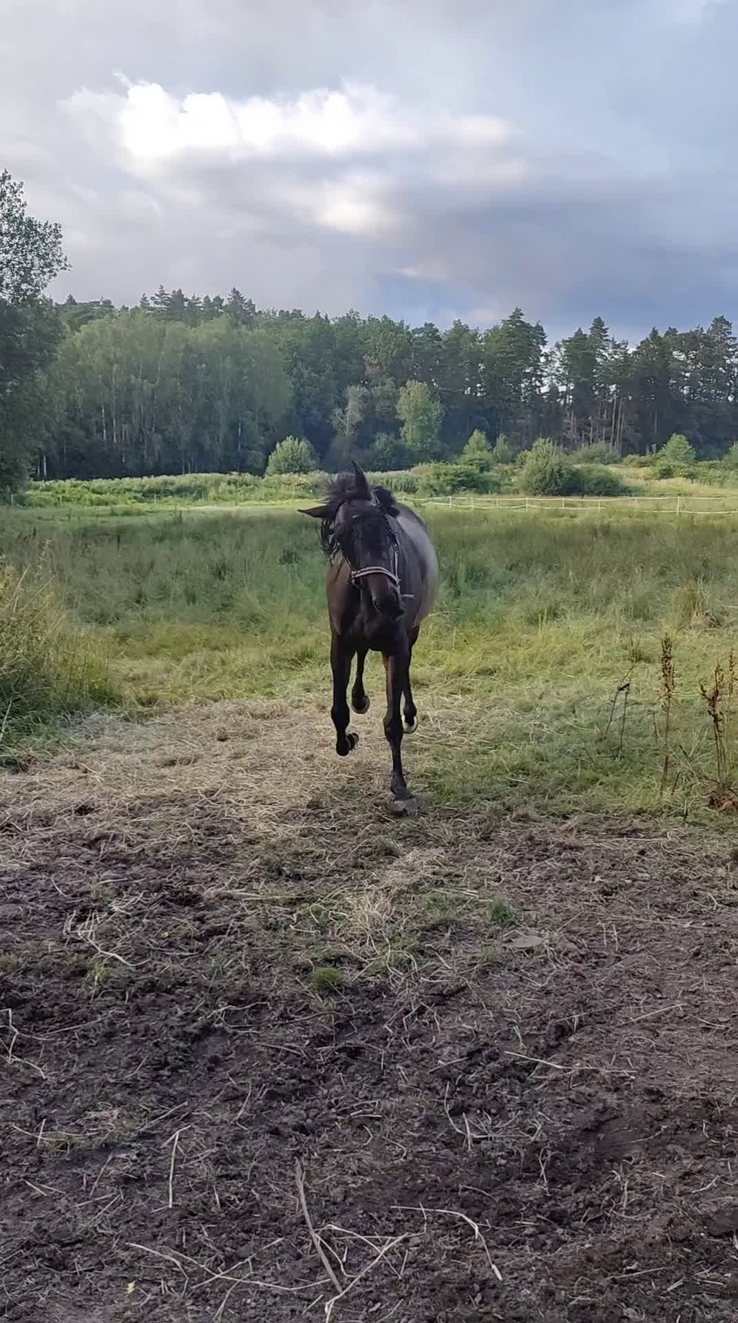 Allround hästar till salu: Fantastiskt sto söker nytt hem i Stenkullen - Video 4