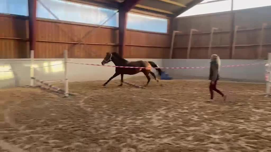 Allround hästar till salu: Social & nyfiken allroundhäst - Video 2