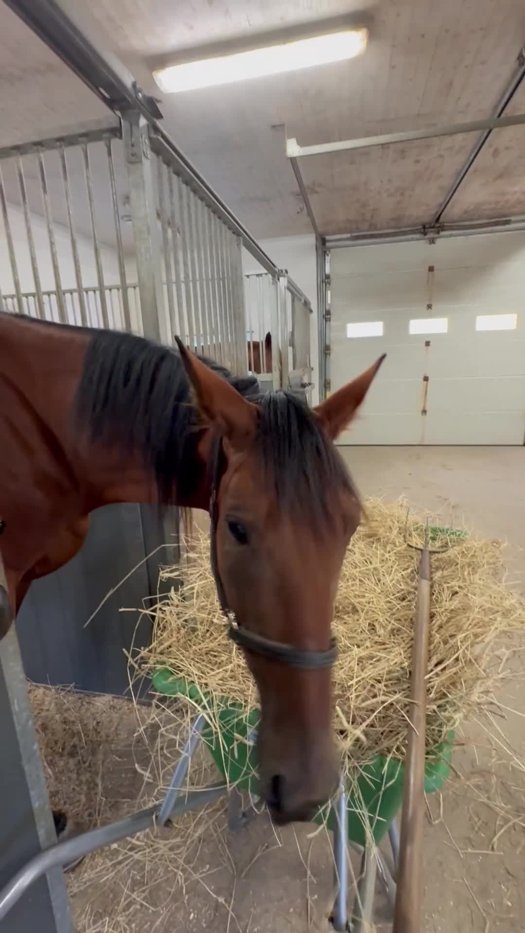 Allround hästar till salu: Jättefint varmblod i Saltsjöbaden - Video 1