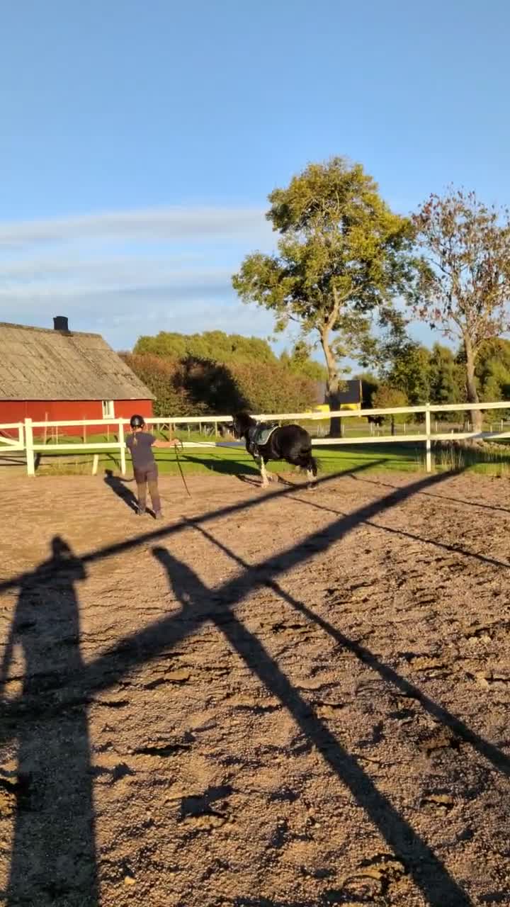 Allround hästar till salu: Projekt! Trevlig D-ponny  - Video 1