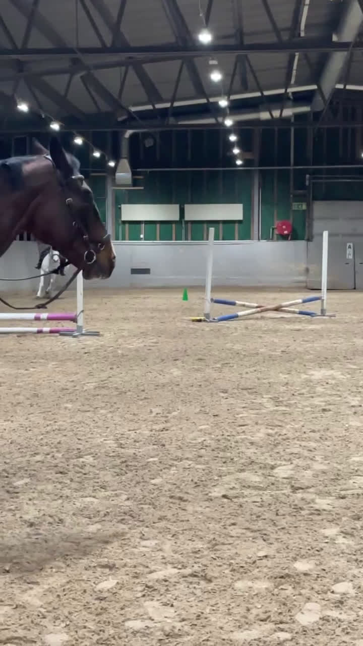 Allround hästar till salu: Välriden och charmig maxad D-ponny  - Video 4