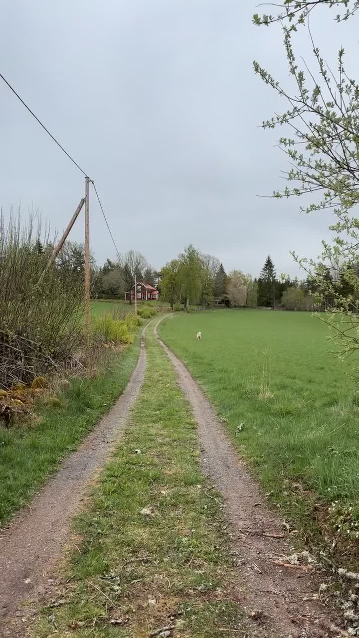 Allround hästar till salu: 🍿Världens sötaste Popcorn🍿 - Video 1
