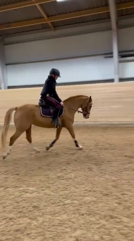 Hoppning hästar till salu: Snäll & snygg c-ponny som gått de stora klasserna - Video 4