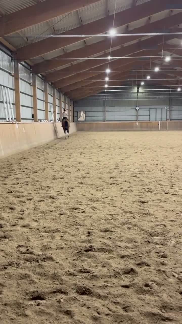 Allround hästar till salu: Trevlig SWB valack - Video 1