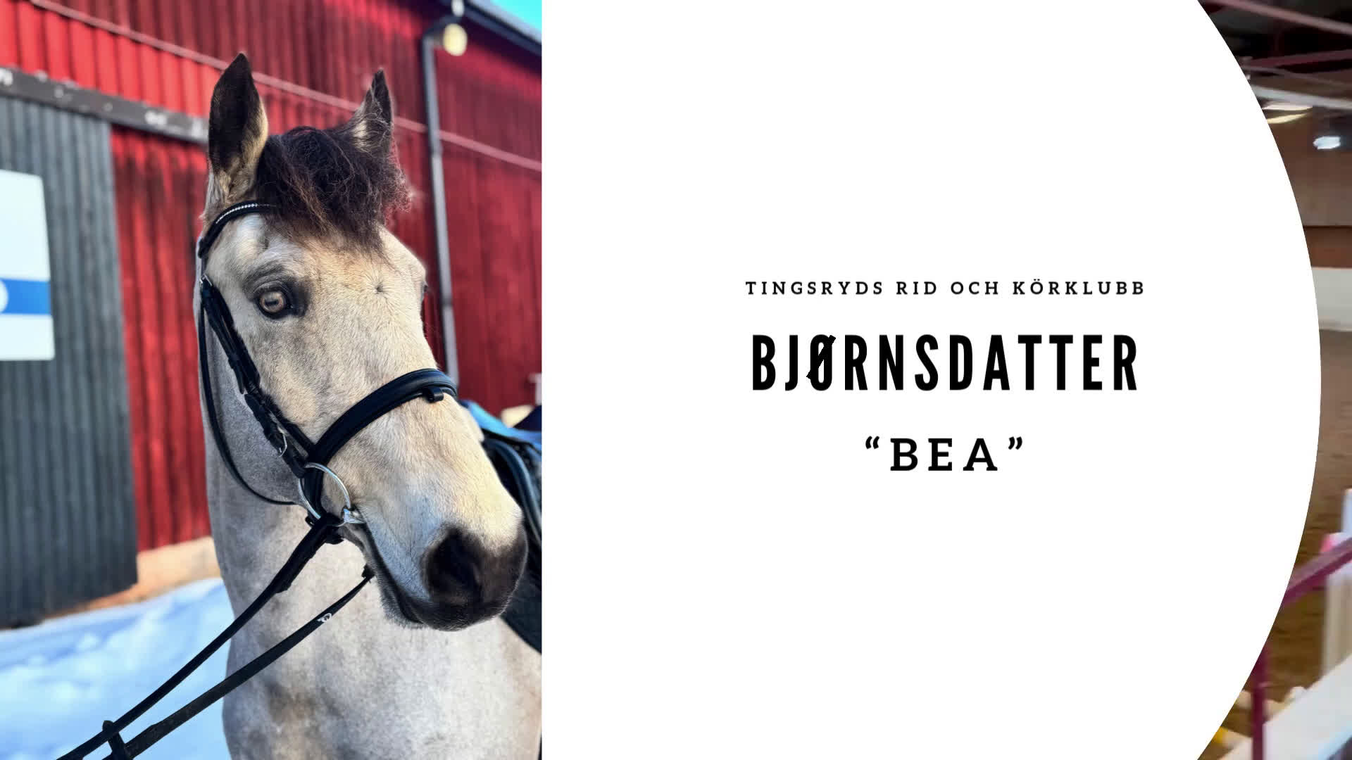 Allround hästar till salu: Bea- snällt ponnysto som söker sin egen ryttare! - Video 1