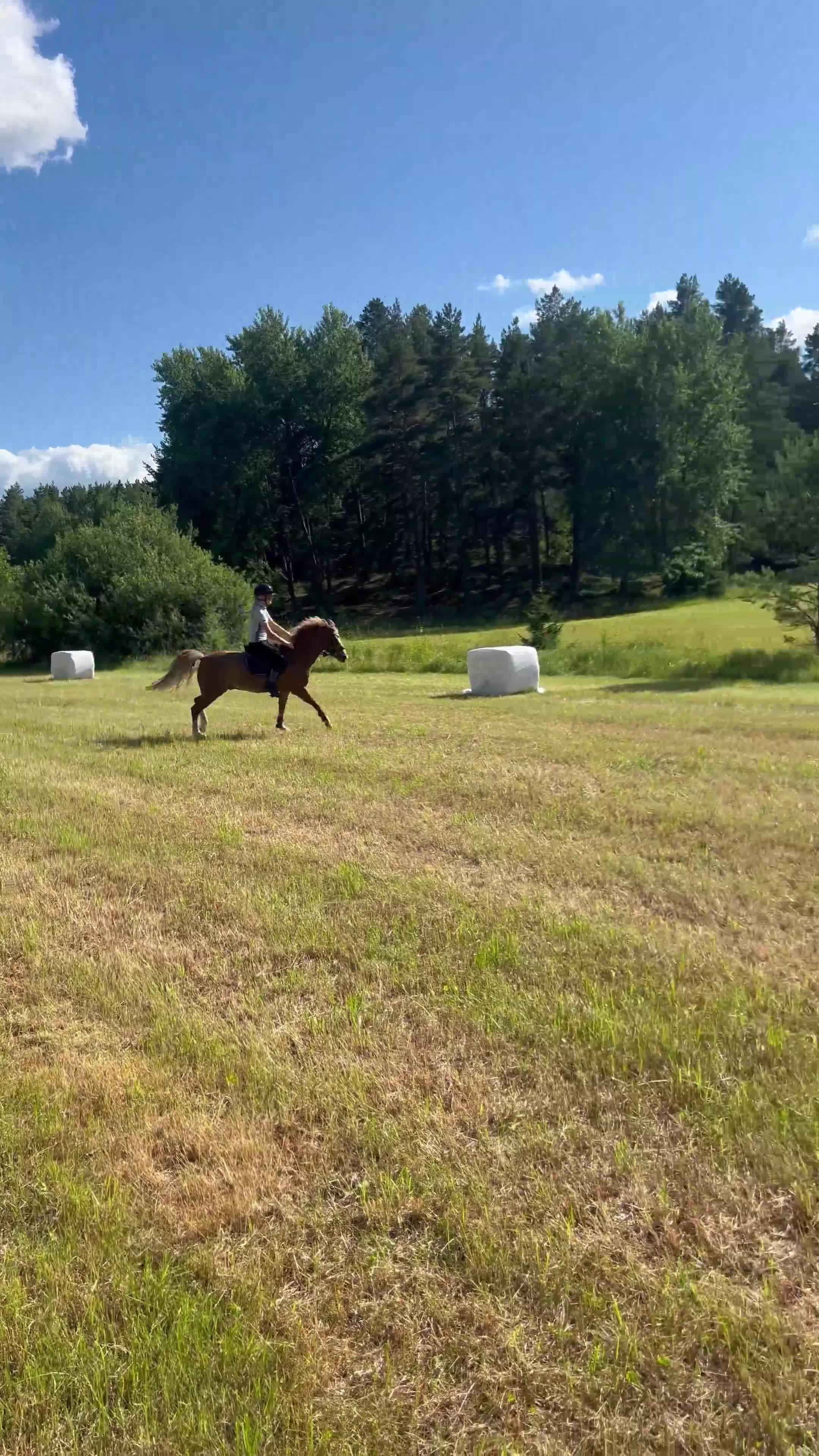 Allround hästar till salu: Vaken LÄROMÄSTARE - Video 1