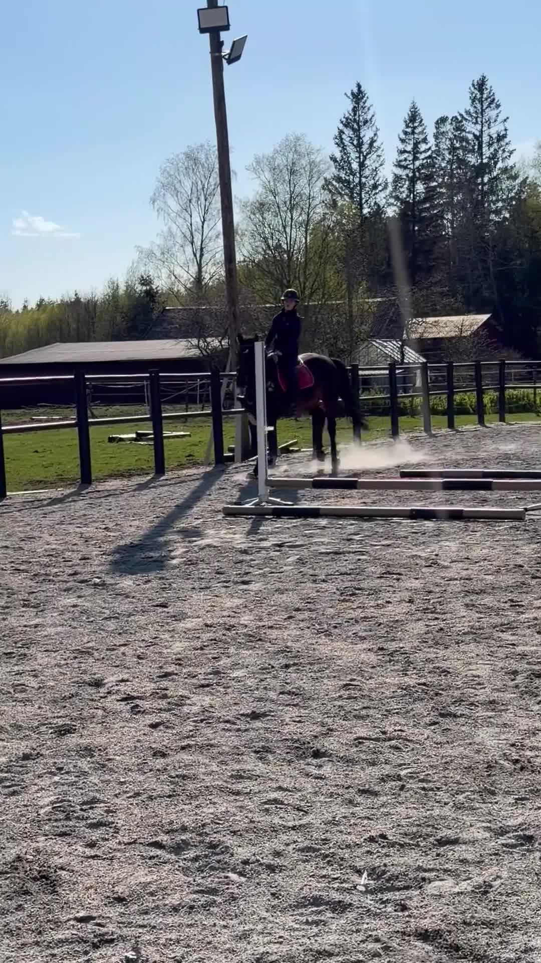 Hoppning hästar till salu: Okomplicerat snällt sto  - Video 3
