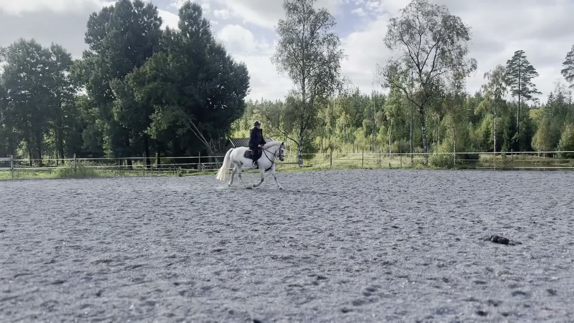 Allround hästar till salu: Drömponnyn  - Video 5