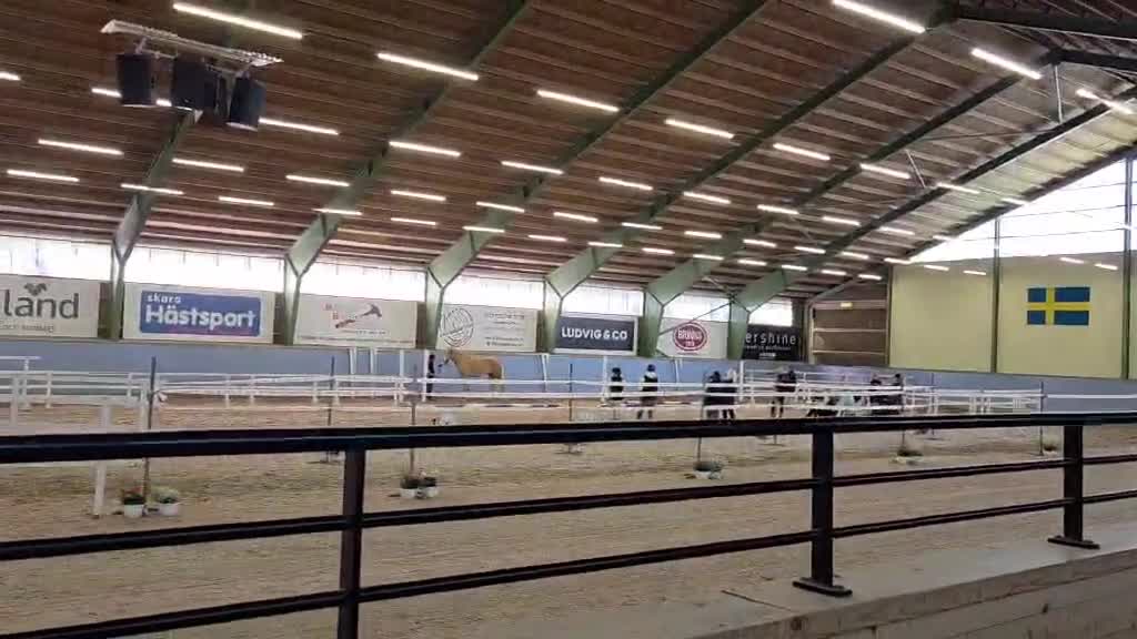 Dressyr hästar till salu: Toppklassigt dressyr sto 🐴 - Video 2