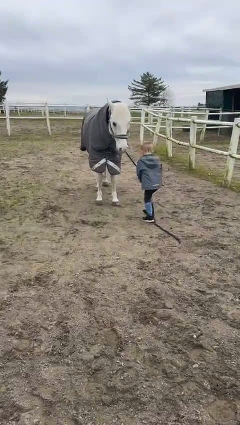 Hoppning hästar till salu: Topp kat.1 ponni til salgs i Bryne - Video 1