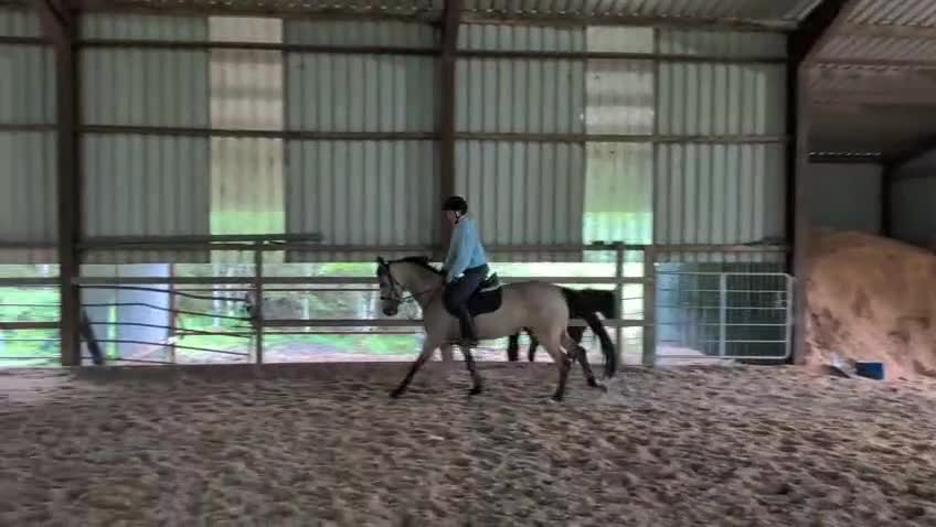 Hoppning hästar till salu: 5 årigt d-ponny sto  i Ödsmål - Video 1