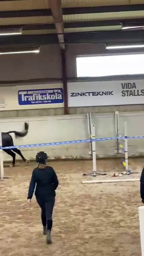 Hoppning hästar till salu: Lovande framtidsämne  i Sävsjö - Video 1