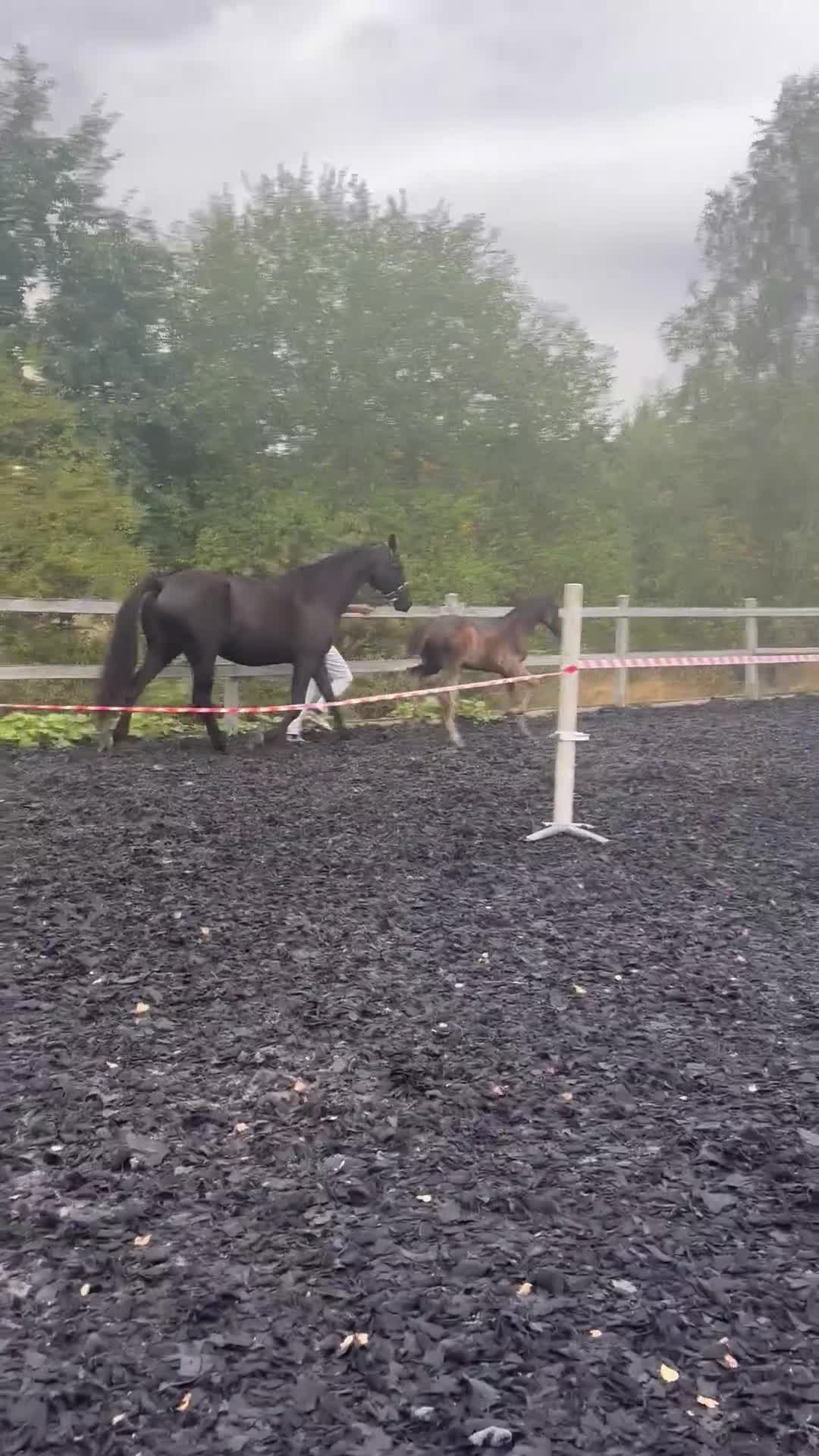 Dressyr hästar till salu: En mycket stark och meriterad mödernelinje - Video 2