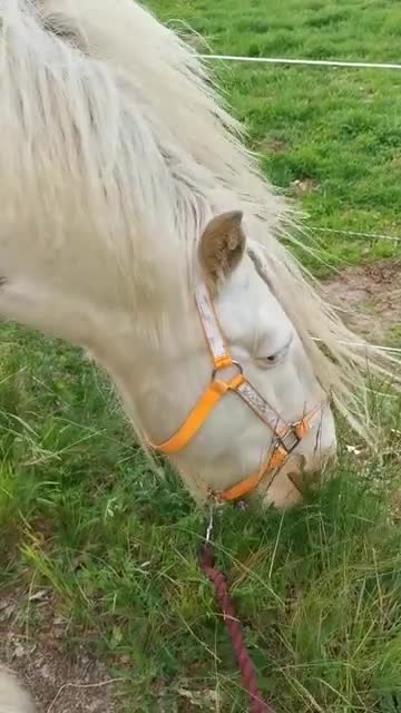 Övrigt hästar till salu: Valack med underbar personlighet  - Video 1